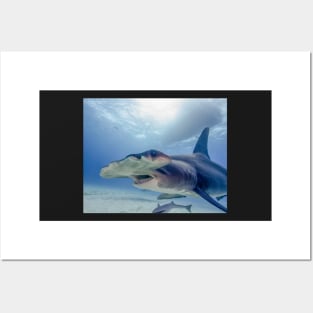 Great Hammerhead Shark in the Bahamas Posters and Art